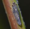 Malissiana billosa